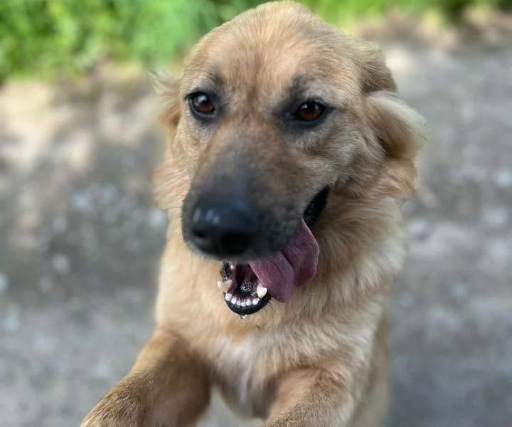 Yuki - młodziutka, przyjazna sunia szuka domu!