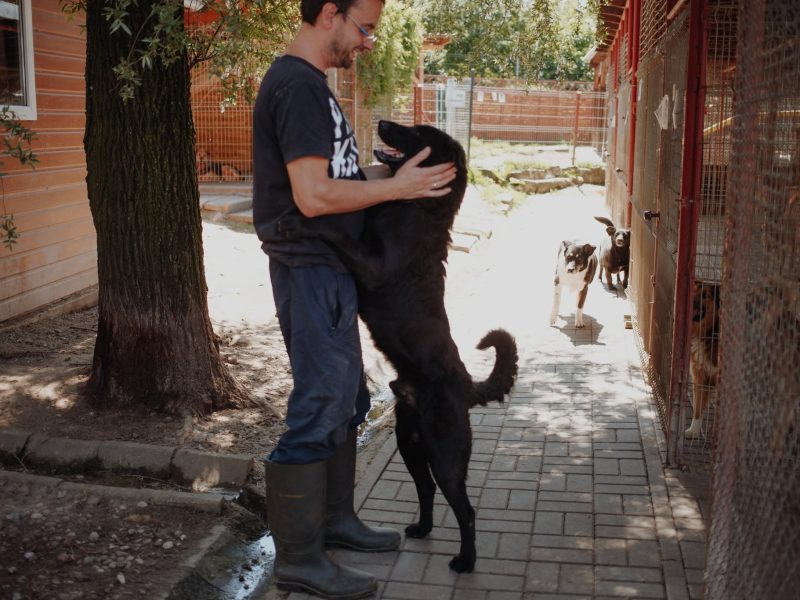 Pluto - zakochany w człowieku LABRADOR mix