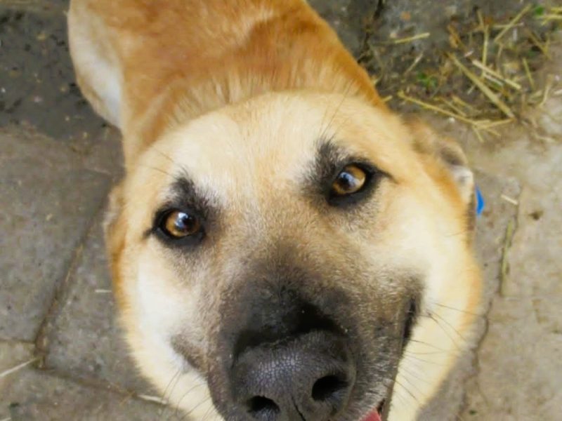 JOGI - delikatny i wrażliwy, nie radzi sobie w schronie!