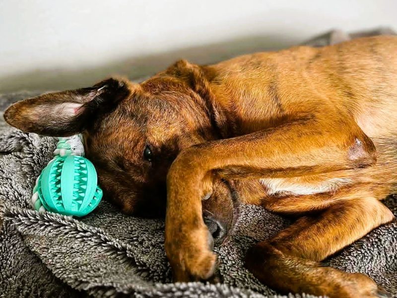 HUGO - niewidomy, kochany psiak prosi o szansę