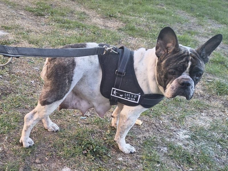 Bella - psie serduszko na czterech łapkach
