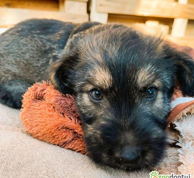 PUMBA - super szczeniak do adopcji