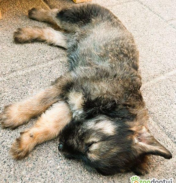 PUMBA - super szczeniak do adopcji
