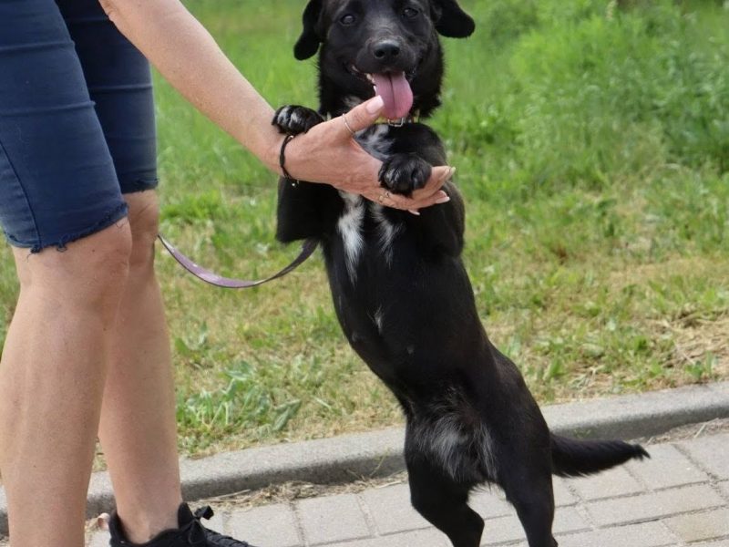 Roczna niskopodwoziowa Inka
