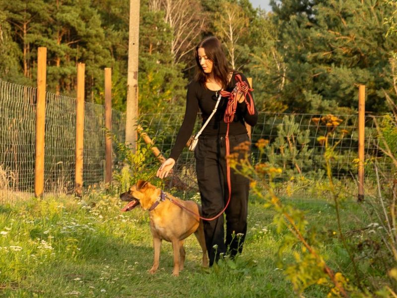 Aza - przyjazna, kochana sunia szuka domu!