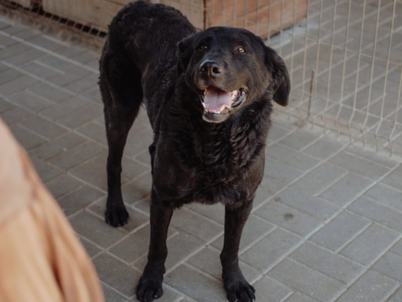 Pluto - zakochany w człowieku LABRADOR mix