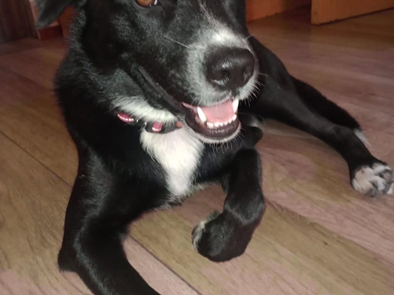 Ares - młody, aktywny, niekonfliktowy psiak o wielkim sercu!