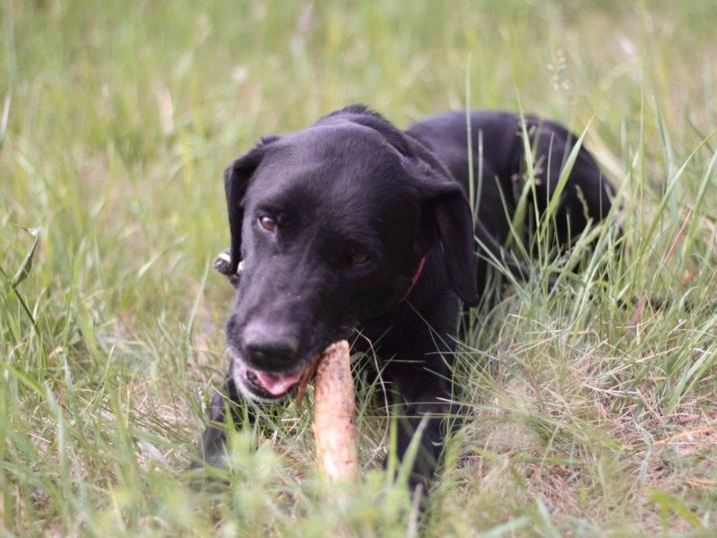 Energiczna seniorka Daisy!