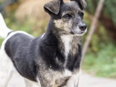 Wanda czeka na najlepszy dom