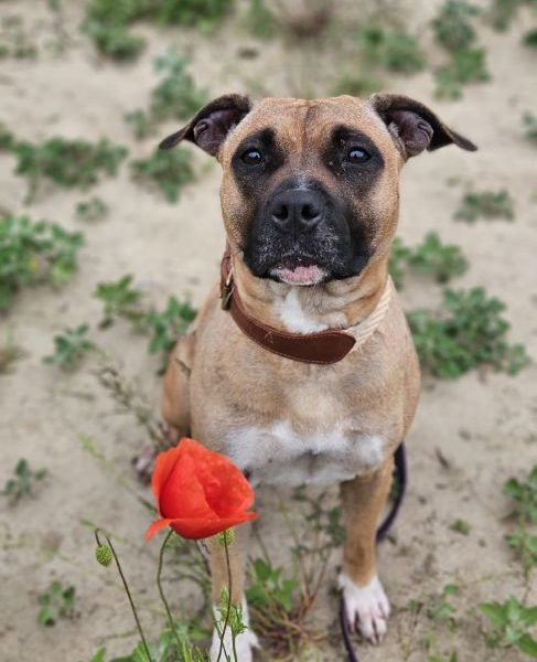 GINA - sunia AST