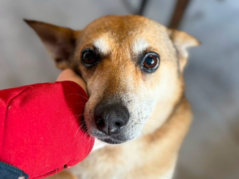 Hela - niekonfliktowa, spokojna sunia do adopcji!