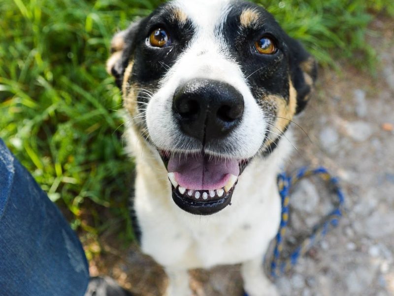 Pepsi - całe życie w schronisku, super sunia do adopcji