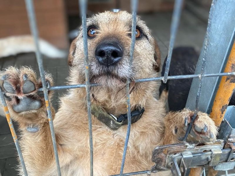 Fuks - wesoły, młody terrier mix szuka domu!