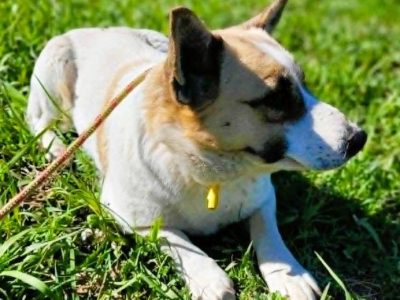 LILI - delikatna, wrażliwa sunia szuka domu