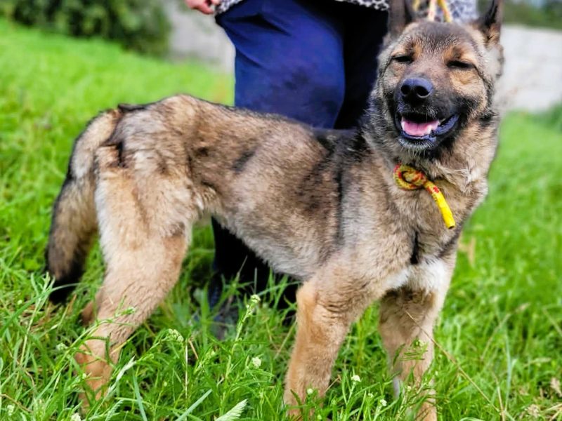 BONGO - wesoły psiak szuka najlepszego domu