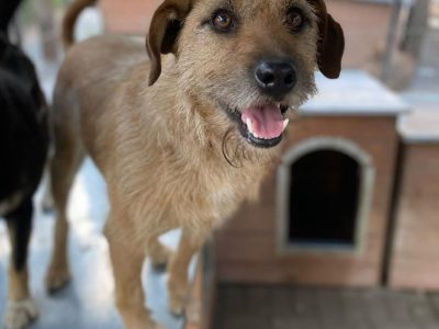 Fuks - wesoły, młody terrier mix szuka domu!