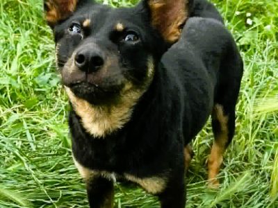 POKO - 7 kg, cudowny psiak szuka super domu