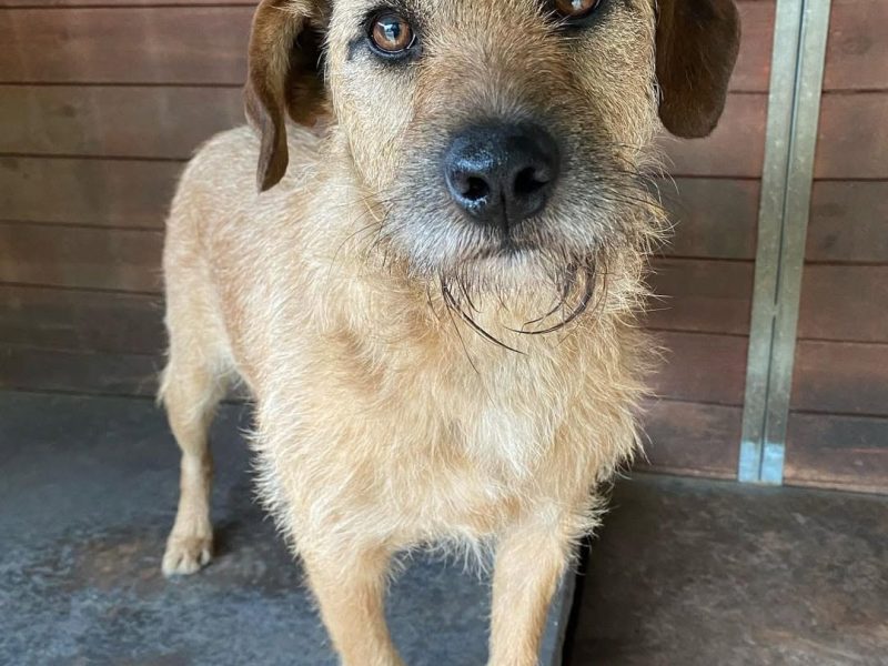 Fuks - wesoły, młody terrier mix szuka domu!