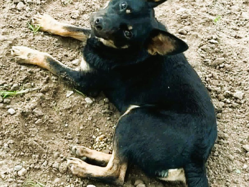 POKO - 7 kg, cudowny psiak szuka super domu