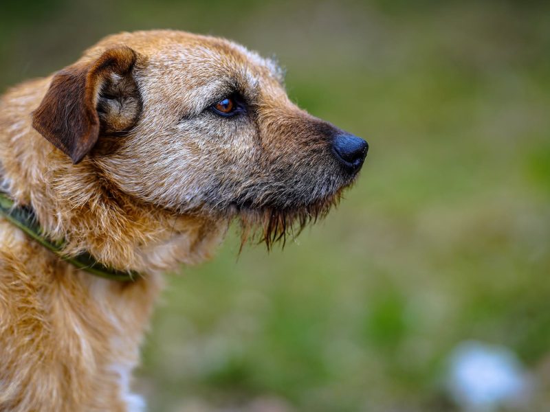 Fuks - wesoły, młody terrier mix szuka domu!