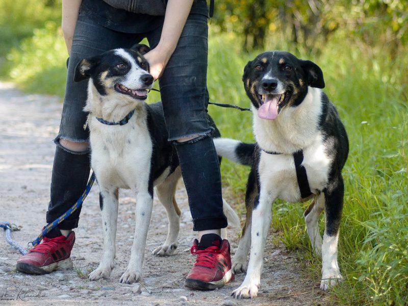 Pepsi - całe życie w schronisku, super sunia do adopcji