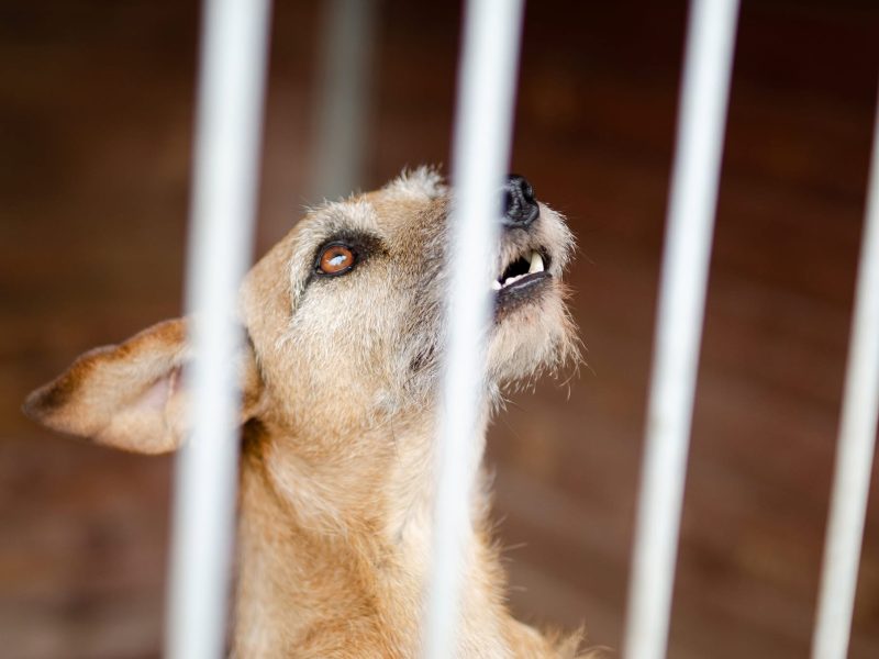 Fuks - wesoły, młody terrier mix szuka domu!