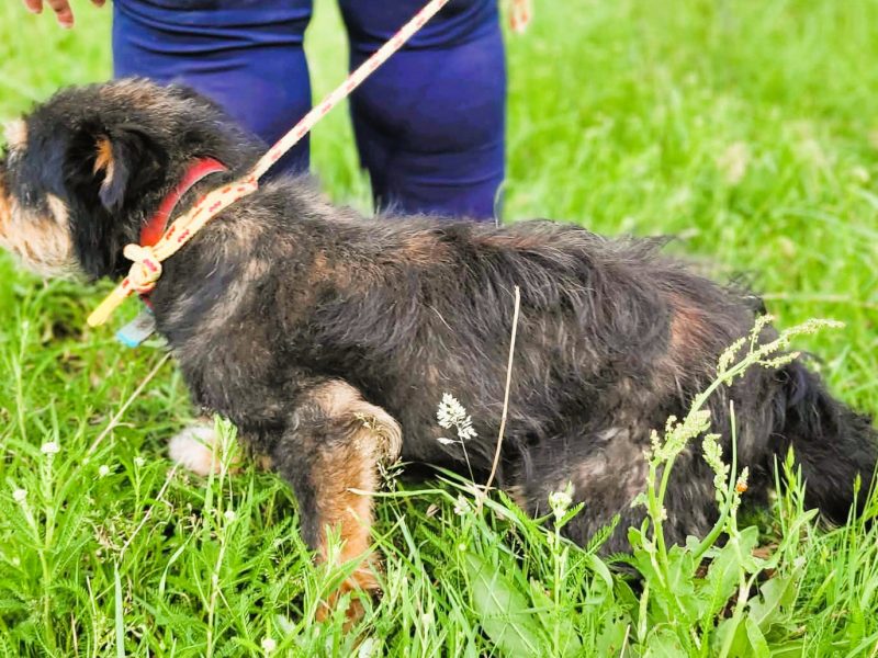 KUBUŚ - kochany słodziak szuka najlepszego domu