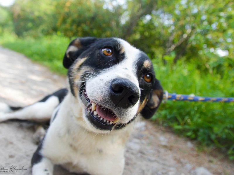 Pepsi - całe życie w schronisku, super sunia do adopcji