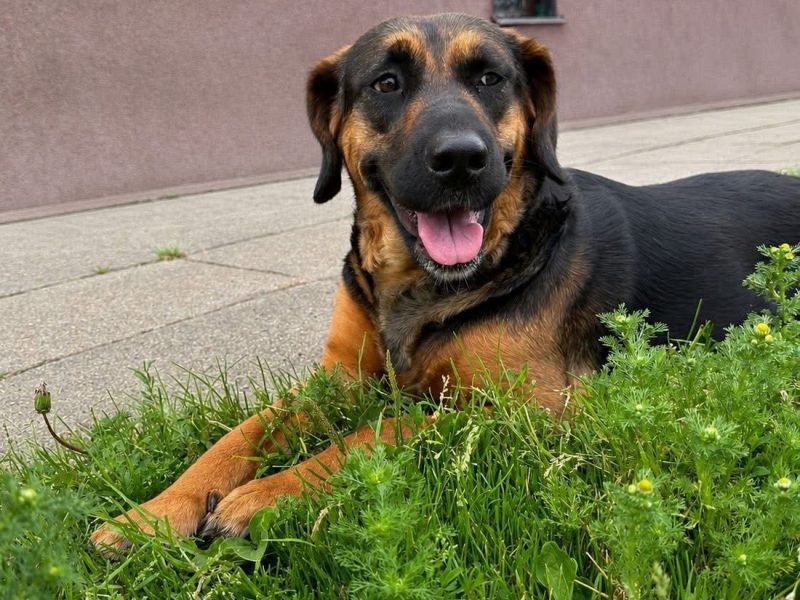 Dwie sunie i piesek 2 lata, szukają pilnie dt lub ds
