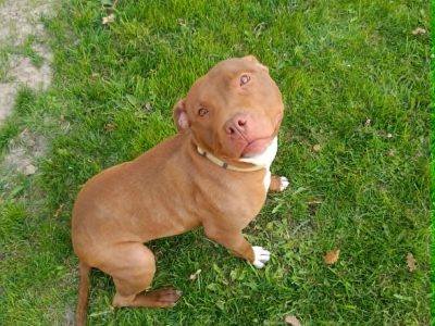 Megi - wyjątkowa sunia w typie pitbulla szuka domu!