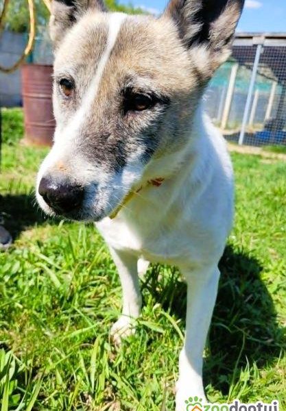 SISI - psia seniorka nie radzi sobie w schronisku, ADOPTUJ!