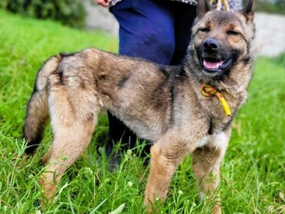 BONGO - wesoły psiak szuka najlepszego domu