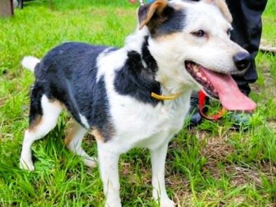 BALU - kochany psiak traci nadzieję w schronisku
