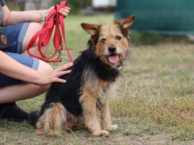 Towarzyski niewielki psiak Snoopy