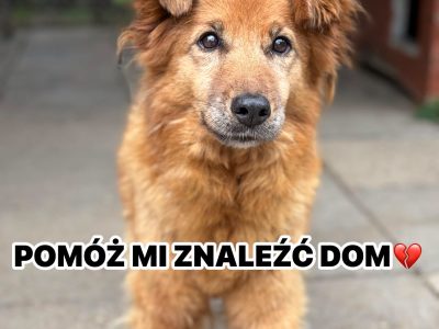 Sendi - uległa, delikatna, nieśmiała sunia