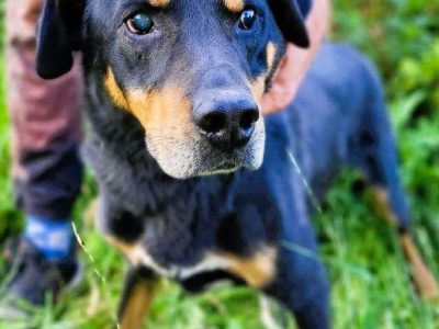 FIGARO - niewidomy psiak za kratami schroniska, ADOPTUJ!
