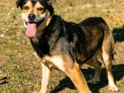 ATOS - od 5 lat czeka na ten jedyny dom, ADOPTUJ