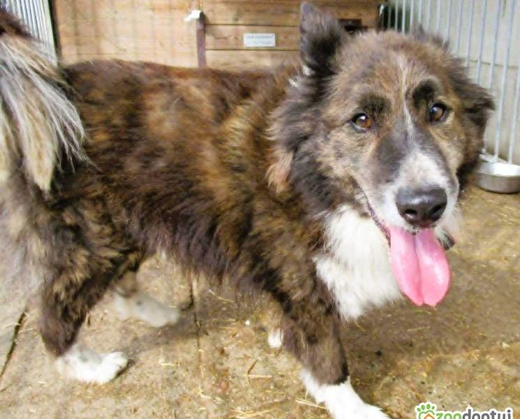 ERWIN - piękny psiak w typie border collie szuka domu
