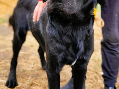 ORION - cudny psiak w typie labradora szuka domu