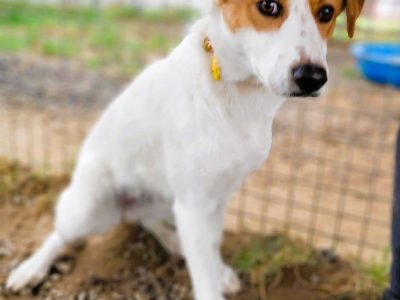 BAJA - psie dziecko za kratami schroniska, adoptuj!