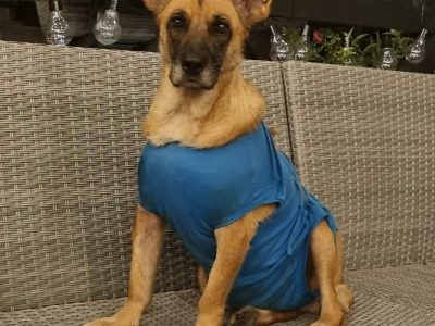 Fiona - nieduża, rodzinna, niekonfliktowa sunia!