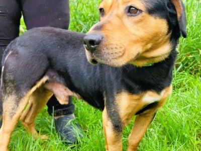 RAMBO - cudowny, łagodny przytulak szuka domu