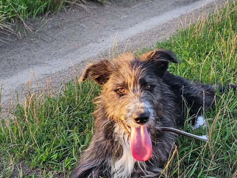 Kosmo - młodziutki, wesoły mini wilczarz szuka domu!