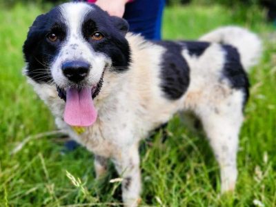 TAKO - piękny, kochany psiak szuka najlepszego domu