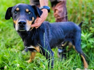 FIGARO - niewidomy psiak za kratami schroniska, ADOPTUJ!