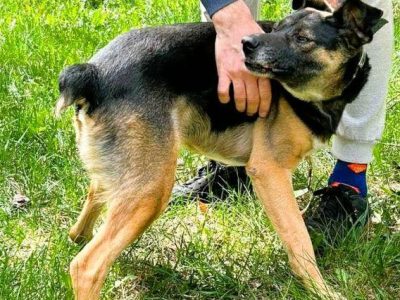 ATOS - od 5 lat czeka na ten jedyny dom, ADOPTUJ
