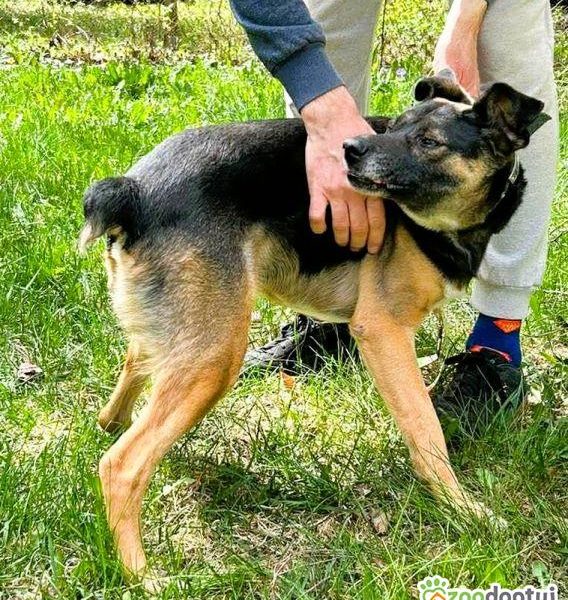 ATOS - od 5 lat czeka na ten jedyny dom, ADOPTUJ
