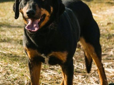 SZAFIR - piękny psiak w typie gończy polski szuka domu