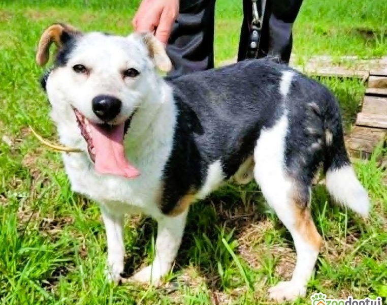 BALU - kochany psiak traci nadzieję w schronisku