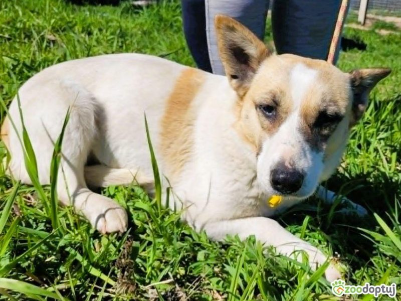LILI - delikatna, wrażliwa sunia szuka domu